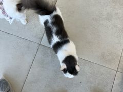 -怪兽屋·羊驼·猫咖·狗咖(俊华广场店)