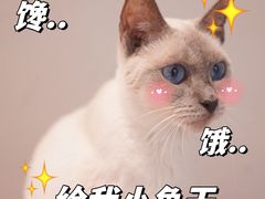 -吉丁鸟咖·异宠·寄养