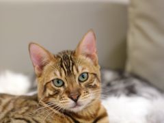 -猫腻·猫咖·撸猫馆(星光大道店)