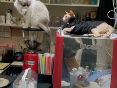 -猫色咖啡·猫咖