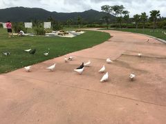 -亚龙湾国际玫瑰谷