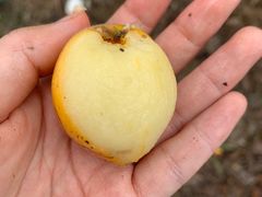 -塘栖枇杷特色园区