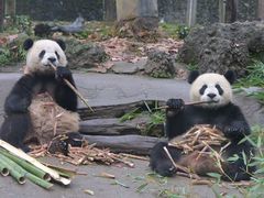 -都江堰中华大熊猫苑