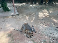 -深圳野生动物园