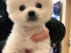 -仁华宠物医院(青羊店)