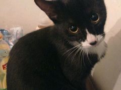 -荣耀金沙动物医院(清江西路店)