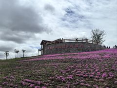 -莱阳濯村樱花园