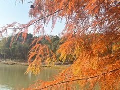 -上海海湾国家森林公园