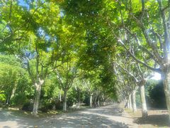 -上海鲜花港