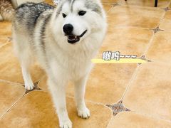 -Let's go狗咖·猫咖·奶狗·桌游(春熙路IFS店)