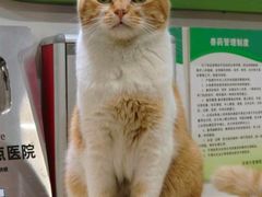 -爱侣·安琦尔宠物医院·中兽医针灸·心内科·狂犬免疫点(宝山区院)