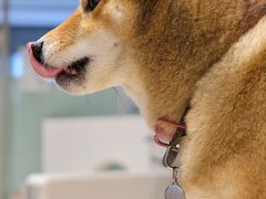 -柴务处·柴犬主题狗咖