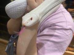 -酷以爬仙阁实体爬宠店·守宫·蜥蜴·专业繁育