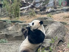 -武汉动物园