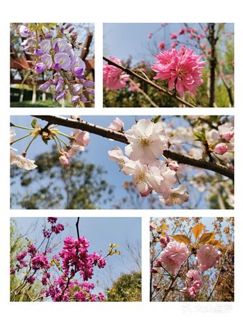 不得不说，杭城的绿化是越来越好了，美丽杭州