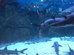 -烟台海昌鲸鲨海洋公园