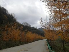 -狮子沟牧场
