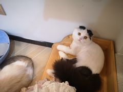 -momokira米努特·德文卷毛猫·棉花面纱犬