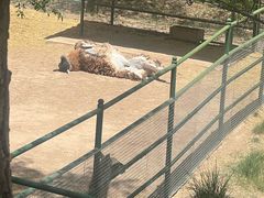 -青藏高原野生动物园