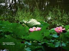 -陈家山荷花公园
