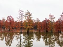 -池杉湖湿地公园