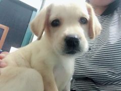 环境非常好，我们家狗狗的几针疫苗都在这里打得，医生也非常负责任哦❤️-菲丽丝宠物医院·24小时·猫科中心·免疫点(淮海分院)