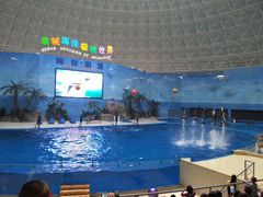 海豚表演-泉城欧乐堡海洋极地世界