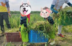 -麦粒鸟亲子游