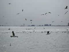 -叶存利海鲜大馅饺子(海宁路总店)
