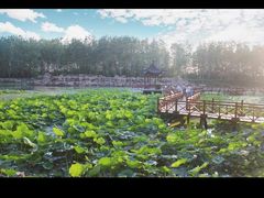 -合肥滨湖国家森林公园