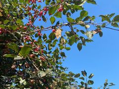 -长白岛森林公园