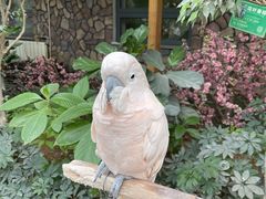 -南宫五洲植物乐园