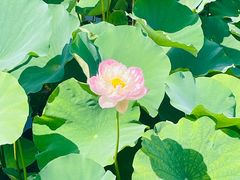 -荷塘月色湿地公园·向阳花洲