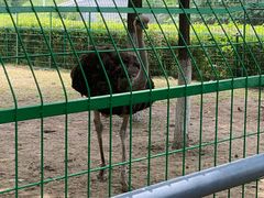 -长白岛森林公园