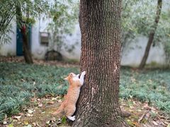 -西园寺