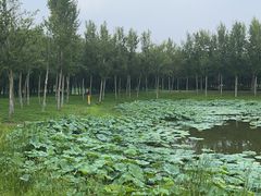 -东郊湿地公园