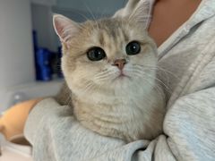 -琪喵猫屋·撸猫猫咖·猫舍
