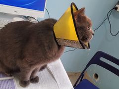 -瑞派福兴宠物医院犬猫全科·骨科·中西医结合(河东店)