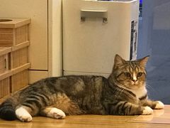 -啵啵喵·猫咖(攀华国际店)