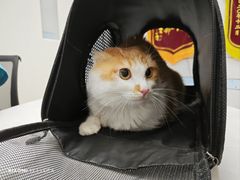 -中农国际动物医院24小时·猫科·骨科·急重症中心