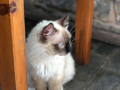 -喵屿·大理花园猫咖