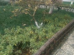 android_upload_pic-朱家角课植园