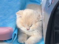 -瑞派·关忠动物医院·猫专科·犬专科(三环新城店)