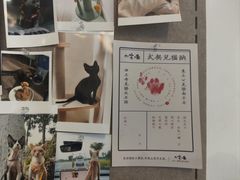 -山宅一喵德文卷毛猫舍