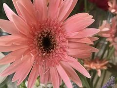 -卓花境Flowerwonderland花店
