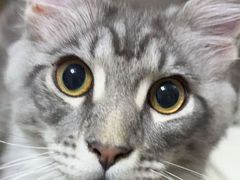 -翊宠yipet猫狗购宠庄园犬舍•猫舍