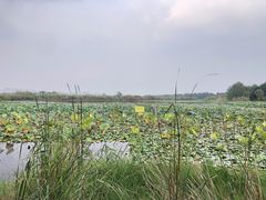 -贡湖湾湿地公园
