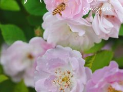 -贵州省植物园