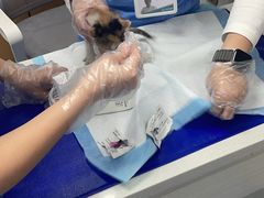 -博特宠物医院24h犬猫全科.骨科·异宠