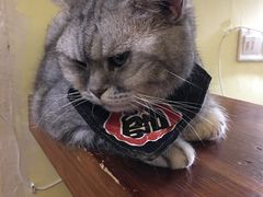 -猫色咖啡·猫咖